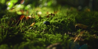 一只甲虫在森林苔藓上行走的4K电影镜头。（5）