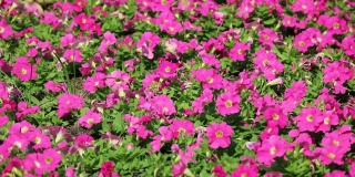 在阳光地里盛开的粉红色牵牛花的镜头