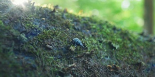 4K微距拍摄甲虫在树上行走(2)