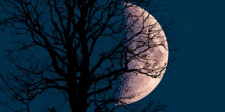 月亮在树后冉冉升起