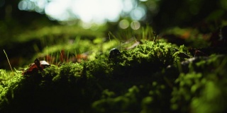 一只甲虫在森林苔藓上行走的4K电影镜头。(1）