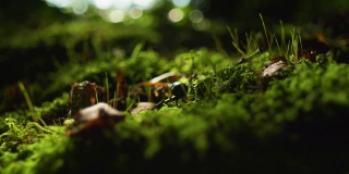 一只甲虫在森林苔藓上行走的4K电影镜头。（2）