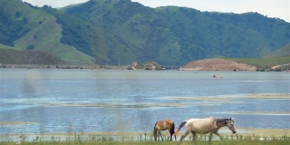 两匹马在湖边散步和吃草，背景是群山