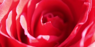 在4k的花束中旋转玫瑰
