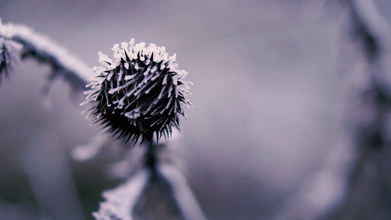 冻结。Ice-frozen植物。冬天。特写镜头。
