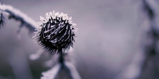 冻结。Ice-frozen植物。冬天。特写镜头。