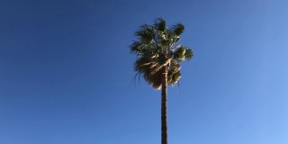 棕榈树在蓝天的背景下，狂风大作