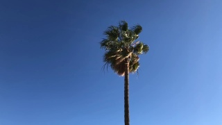 棕榈树在蓝天的背景下，狂风大作视频素材模板下载