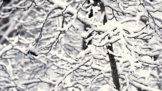 日本东京白雪覆盖的银杏树视频素材模板下载