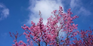 在泰国彭世洛省的富洛洛地区，粉红色的Phaya Suea Krong花在白云和明亮的天空后面迎风盛开。