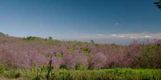在泰国蓬落省的富洛洛地区，阳光明媚的一天，山顶上盛开着美丽的粉红色花朵。