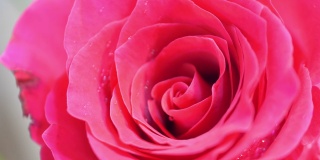 玫瑰花束的特写镜头，4k慢动作，60帧/秒