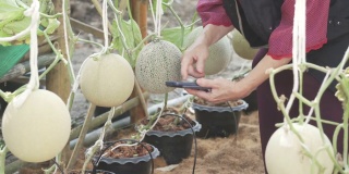 农学家用智能手机检查哈密瓜的植株质量。农业技术
