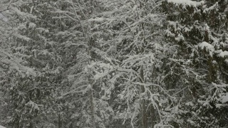 爱沙尼亚，大雪覆盖着树木视频素材模板下载