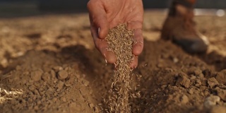 农夫的手把种子撒在土壤上