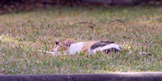 猫在公园里睡觉