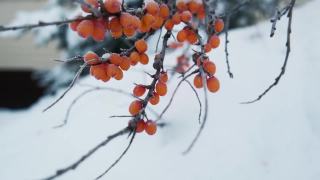 俄罗斯的冬季自然风光视频素材模板下载