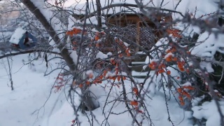 俄罗斯的冬季自然风光视频素材模板下载