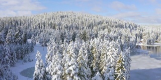 鸟瞰图，小木屋依偎在雪白的松树上。