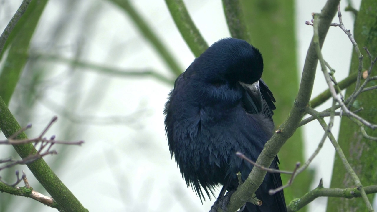 冬天乌鸦坐在树上，4k慢镜头60帧/秒