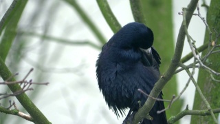 冬天乌鸦坐在树上，4k慢镜头60帧/秒视频素材模板下载
