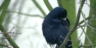 冬天乌鸦坐在树上，4k慢镜头60帧/秒
