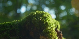 一只蚊子站在一些绿色的苔藓上的4K电影微距镜头(1)