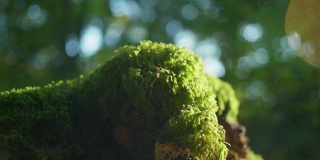 一只蚊子站在一些绿色的苔藓上的4K电影微距镜头(2)