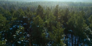 冬天的松树林。