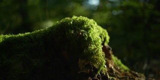 一只蚊子站在一些绿色的苔藓上的4K电影微距镜头(3)