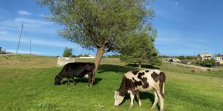 牛在大自然吃草的春天，大自然郁郁葱葱，牛
