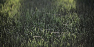 阳光明媚的早晨，绿草地上蜘蛛网的电影胶片。蜘蛛网上的阳光透过晨露照射在拂晓的草地上