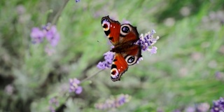 清晨的薰衣草花上，长着橙黑色翅膀的蝴蝶在飞翔。帝王蝶的特写镜头。美丽的大自然在夏季