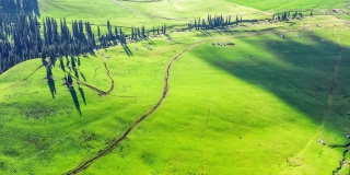 新疆那拉提草原绿色草地景观的航拍镜头。