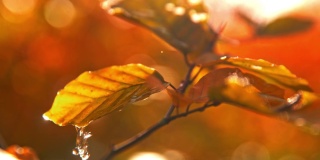 水滴落在色彩斑斓的秋叶上