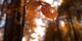 秋叶飘落的水滴