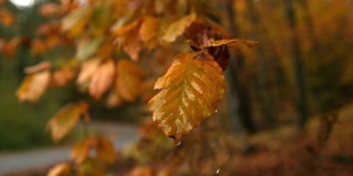 雨滴落在乡间小路上的秋叶上