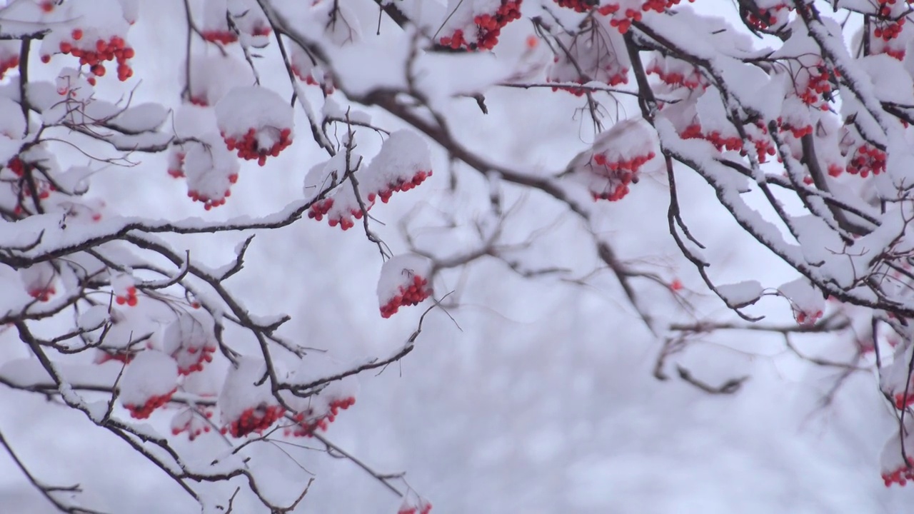 雪覆盖的日本花楸浆果