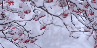 雪覆盖的日本花楸浆果