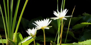 白色的睡莲在早晨盛开。