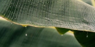 雨季，雨水落在芭蕉叶上