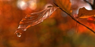 雨滴落在森林里的秋叶上