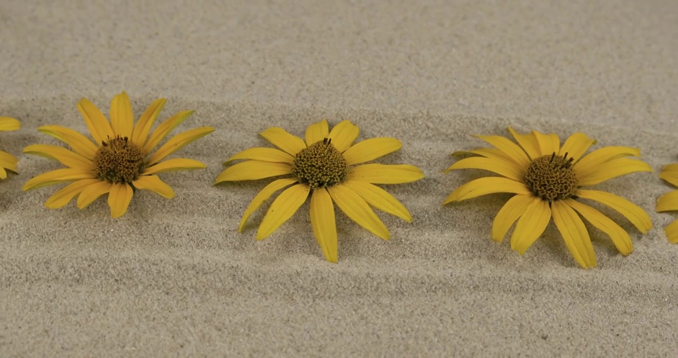 一排黄色的雏菊旋转着躺在沙子做成的线条上。特写镜头。有设计空间