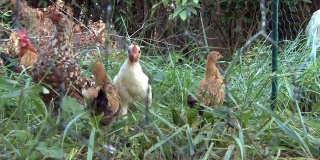 母鸡和鸡被锁在有金属网的笼子里，以保护它们免受捕食者的伤害