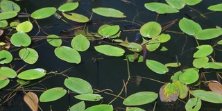 水草和蓝色的蜻蜓在池塘的表面