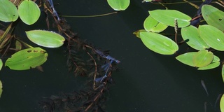 水草和蓝色的蜻蜓在池塘的表面