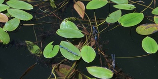 水草和蓝色的蜻蜓在池塘的表面