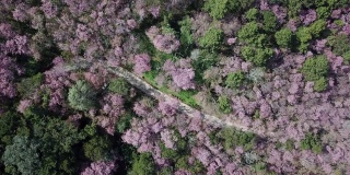 冬季，泰国清莱省富池法森林公园的山上樱花盛开的航拍镜头。