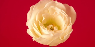 白色的玫瑰绽放在红色的背景上，这是一段延时4k视频。