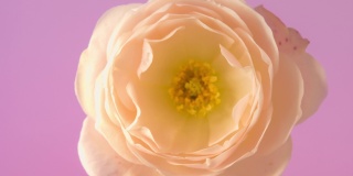 白色玫瑰绽放在粉红色的背景下，这是一段延时4k视频。